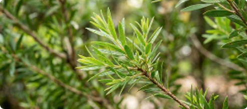 Tea Tree Oil
